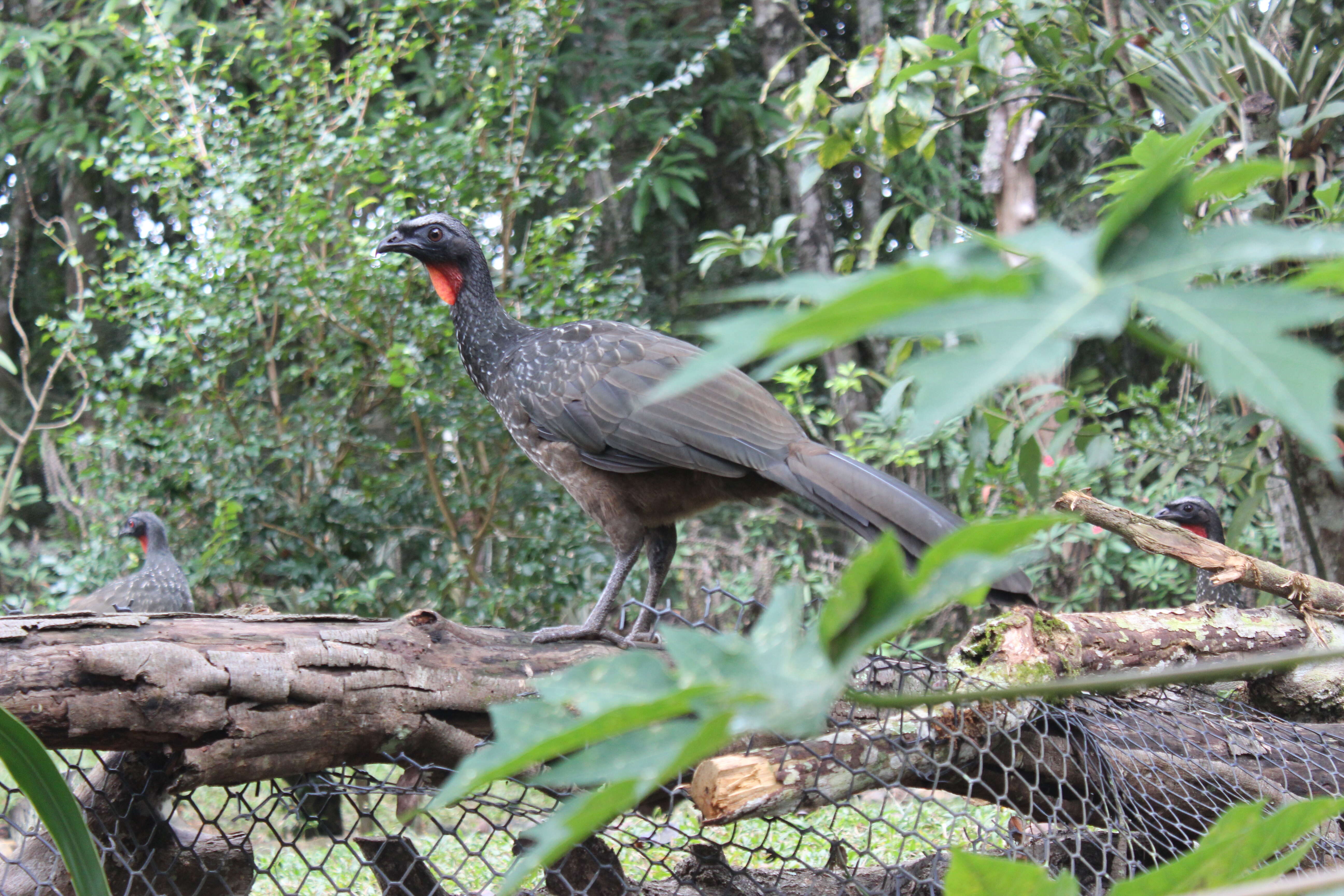 Image of Dusky-legged Guan