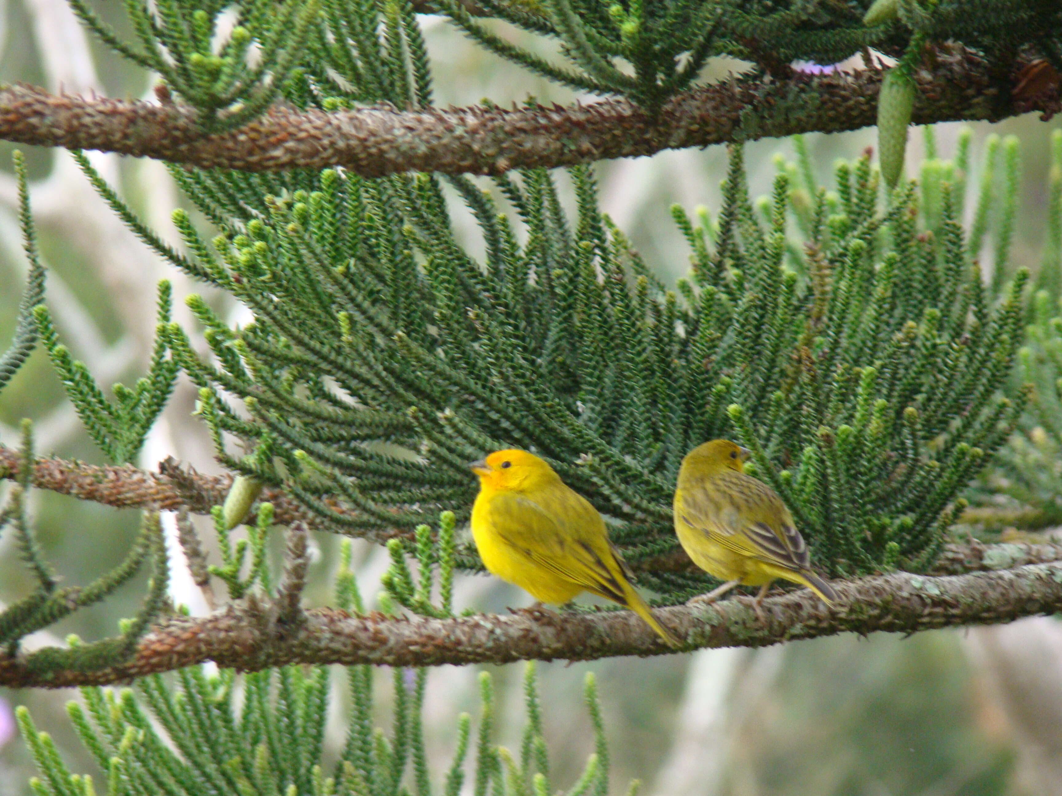 Image of Saffron Finch