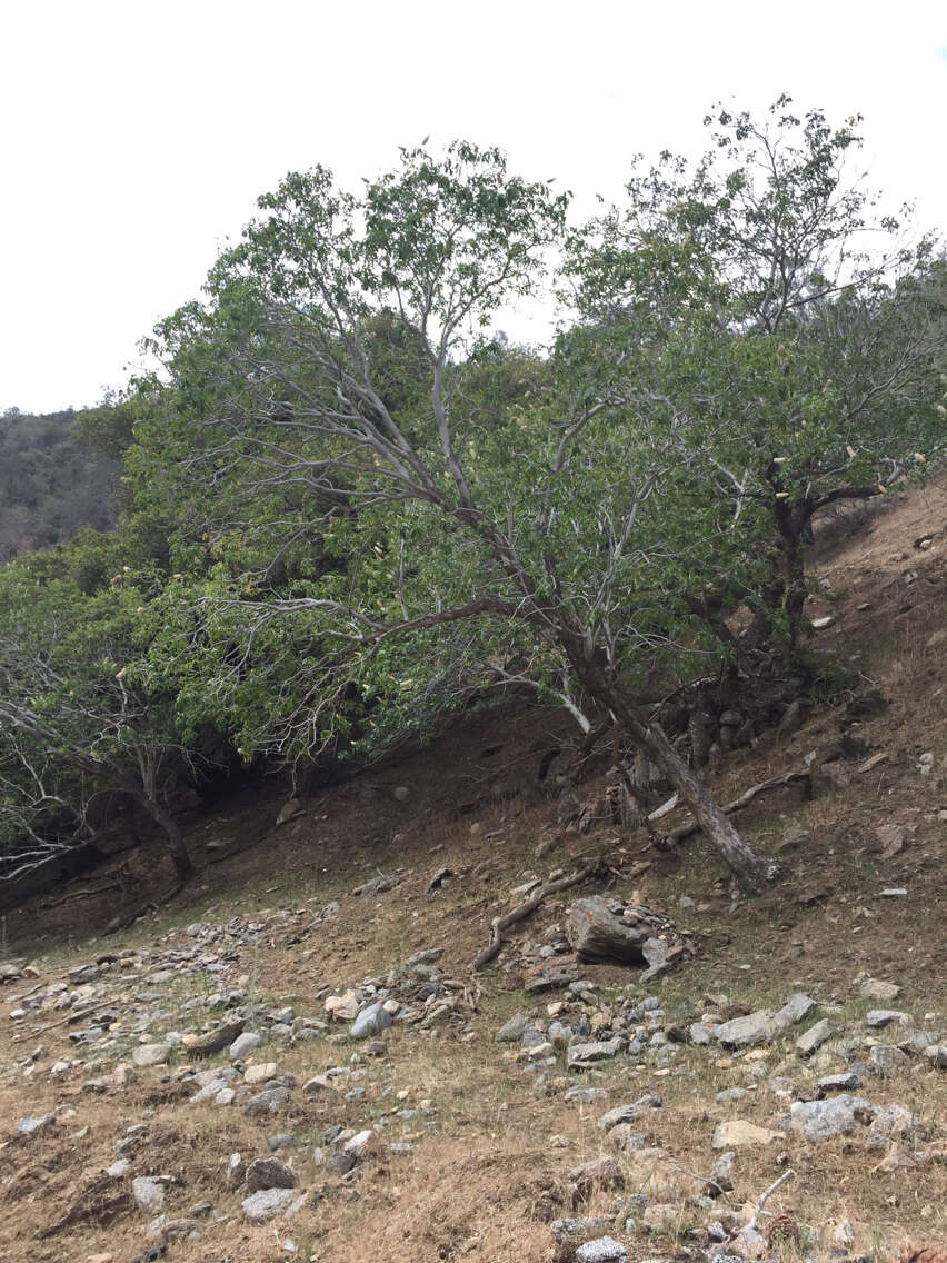 Image of California buckeye