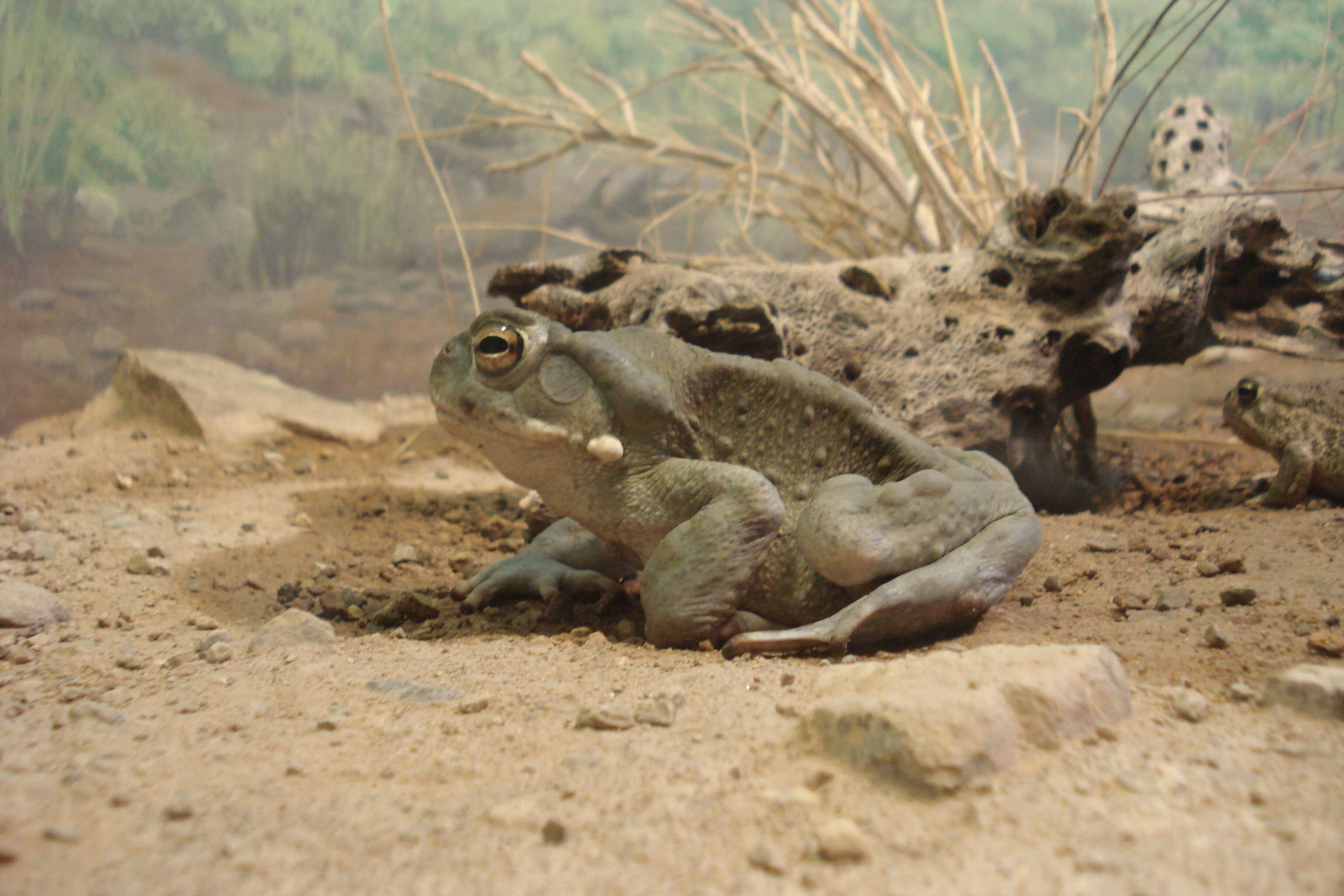 Image of Colorado River Toad Sonoran Desert Toad