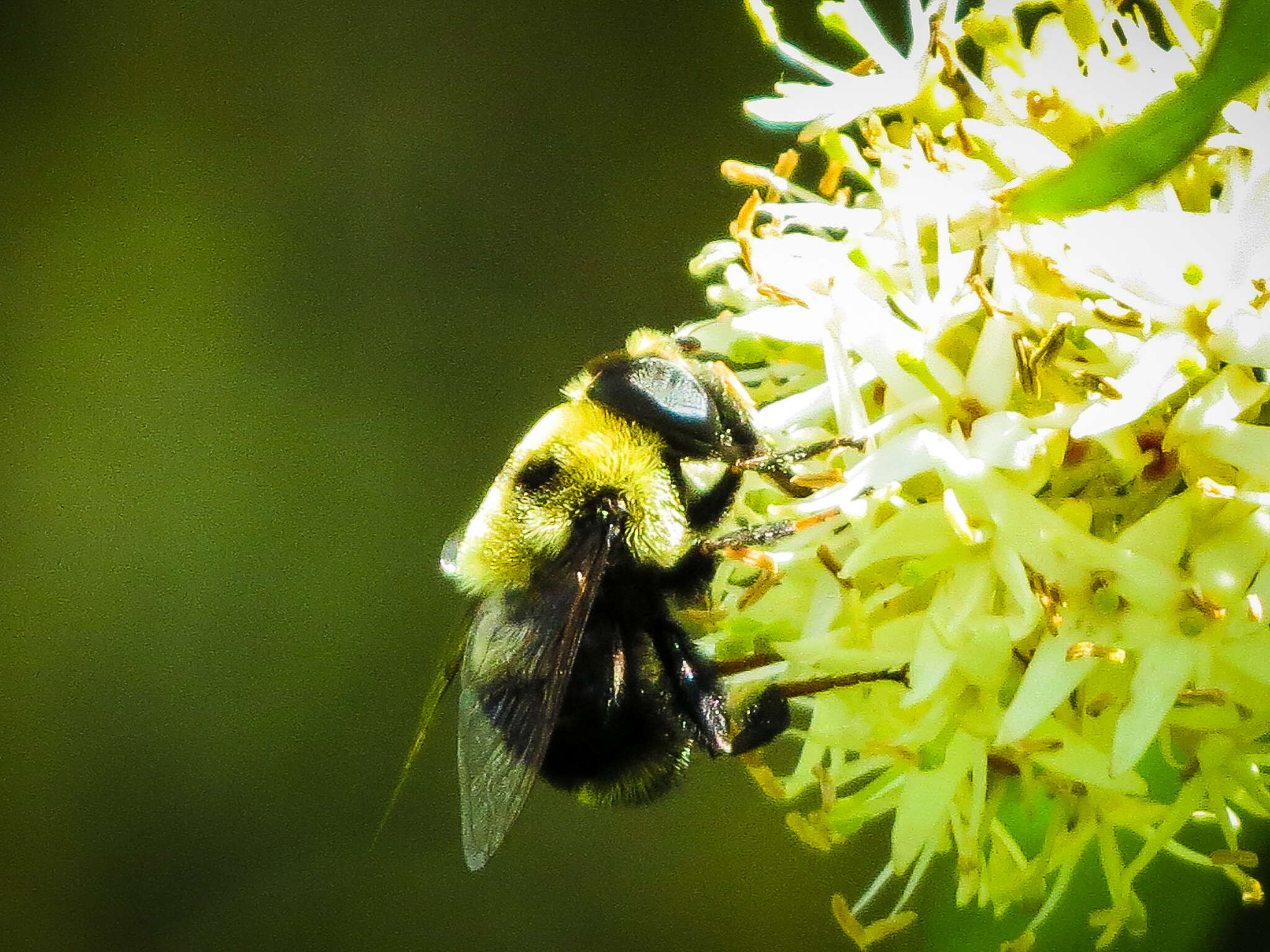 Imagem de Eristalis flavipes Walker 1849