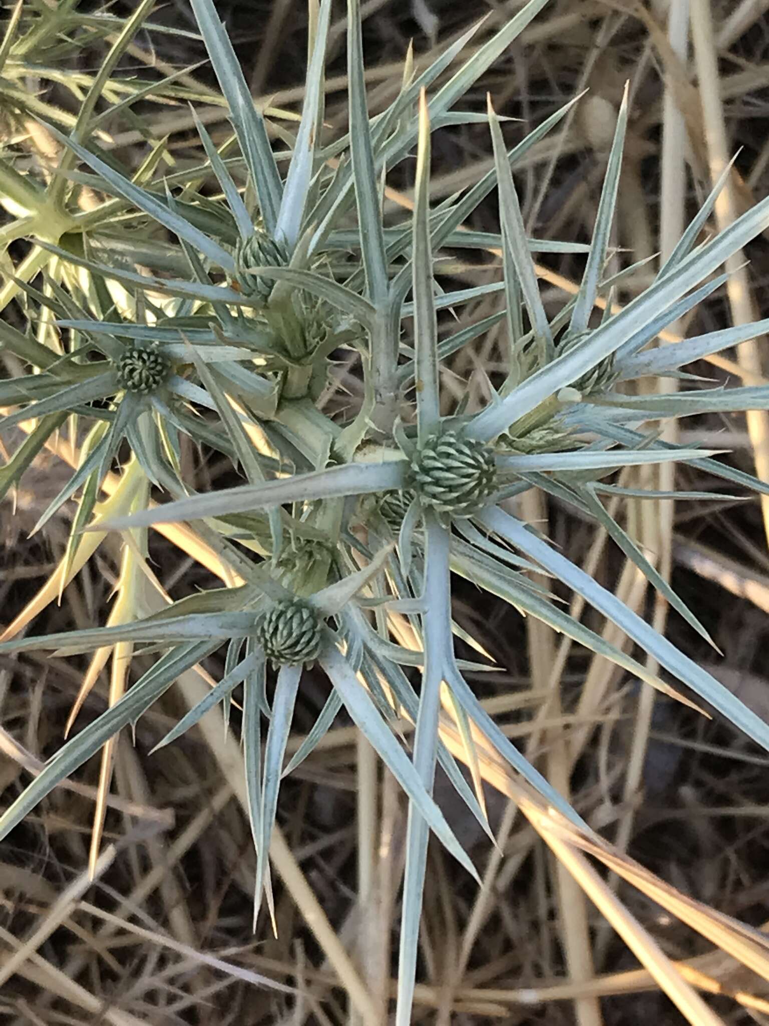 Image of Eryngium glomeratum Lam.