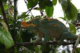 Image of Parson's Chameleon