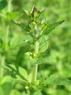 Image of oregano