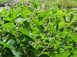 Plancia ëd Aristolochia clematitis L.