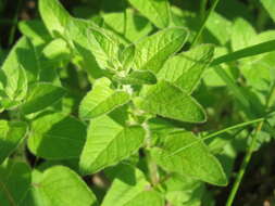 Image of oregano