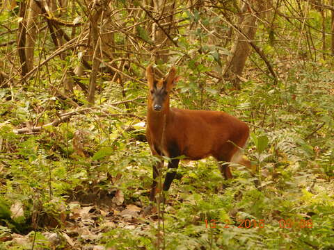 Image of Barking Deer