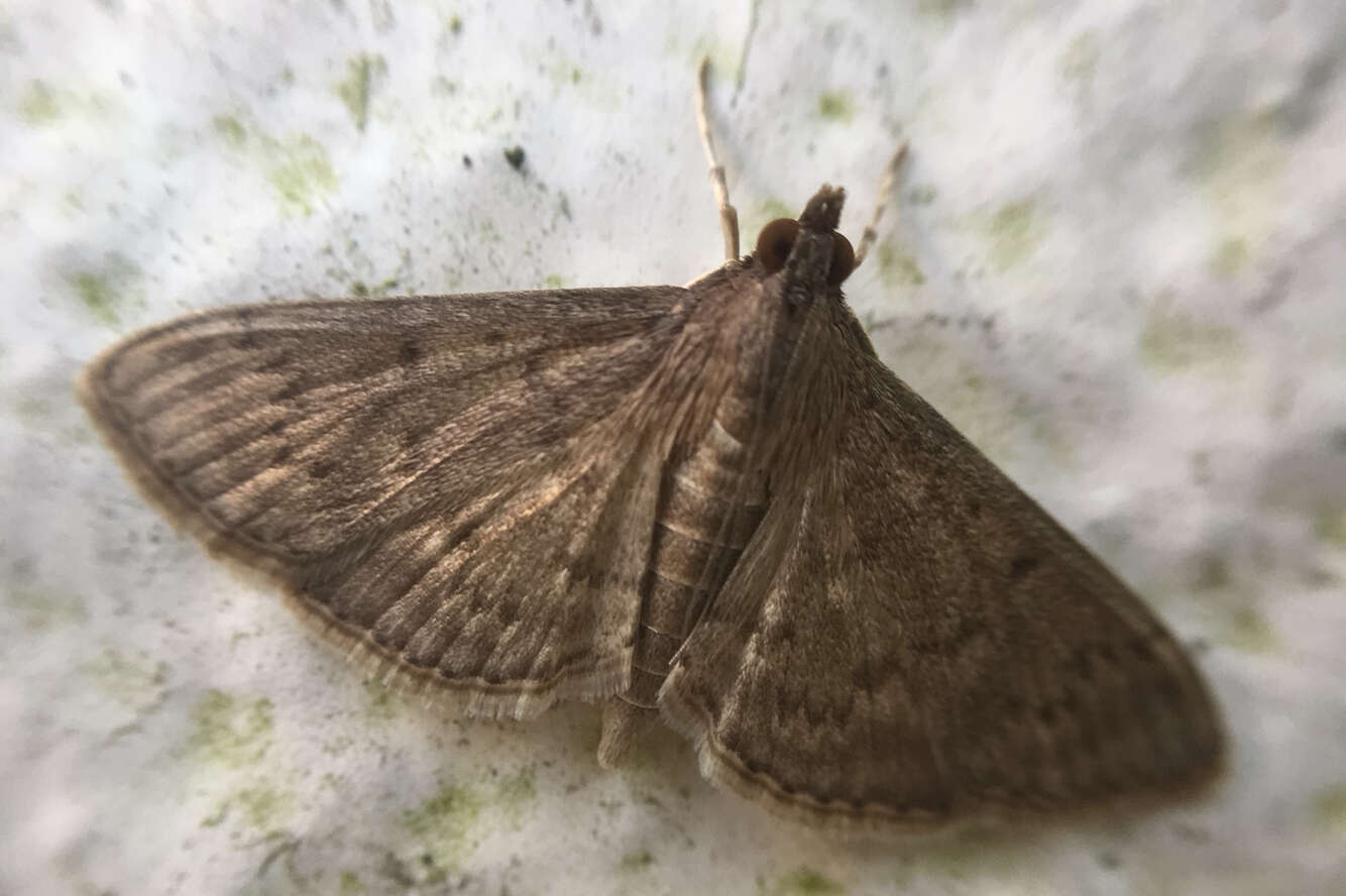 Image of Grass webworm