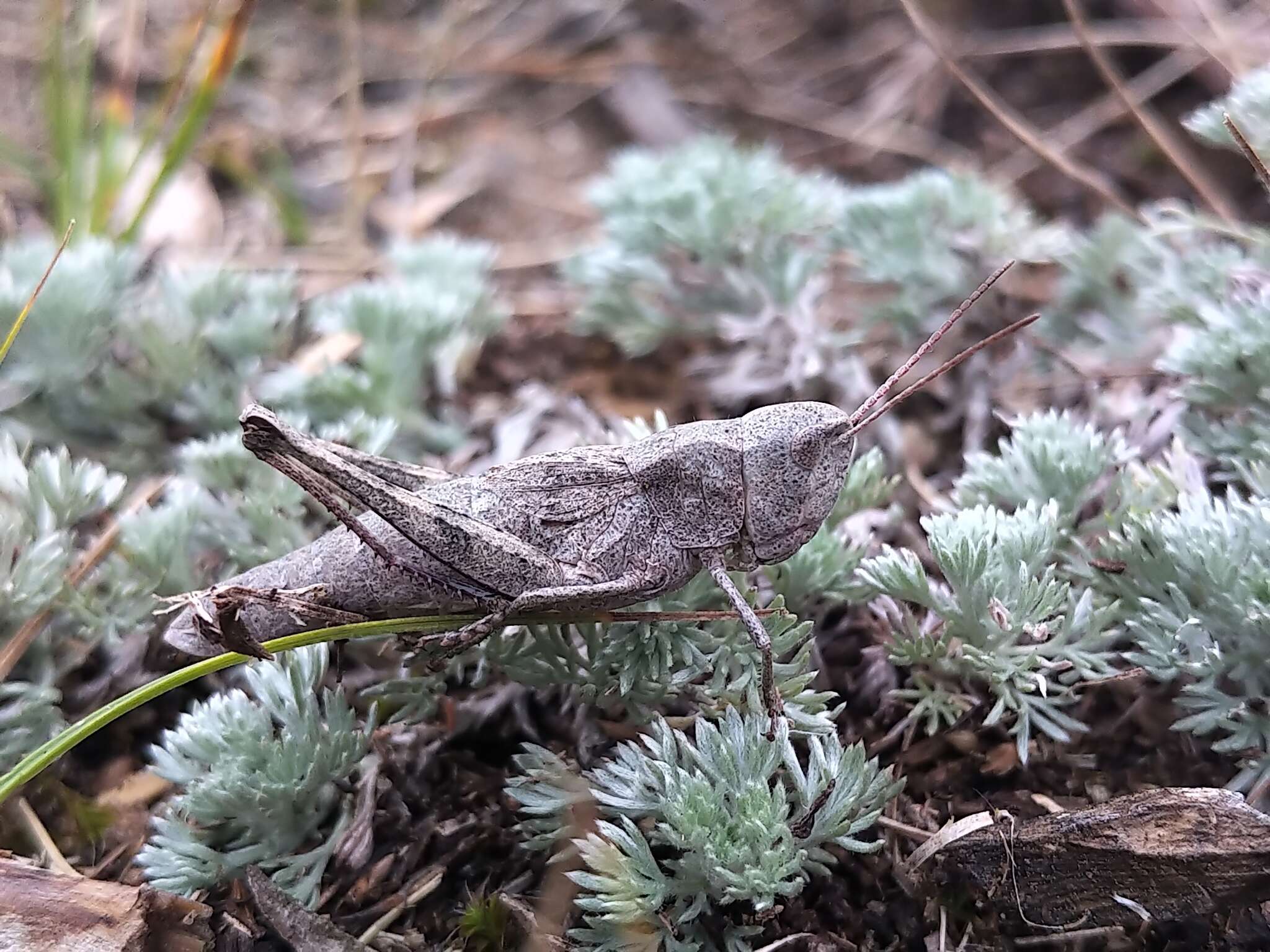 Plancia ëd Chloealtis abdominalis (Thomas & C. 1873)