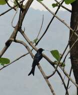 Image of Black Drongo