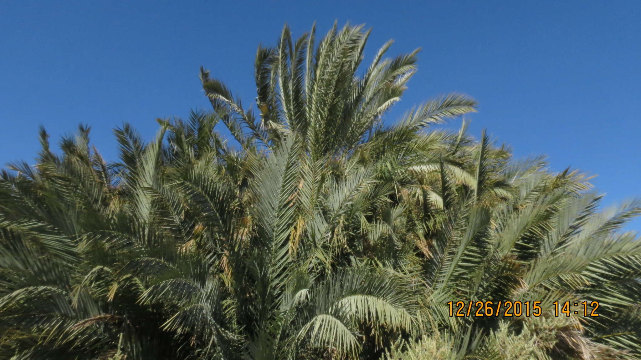 Image of date palm