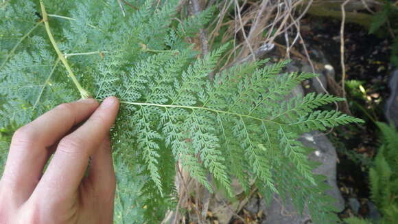 Image of Dennstaedtia glauca (Cav.) C. Chr. apud Looser