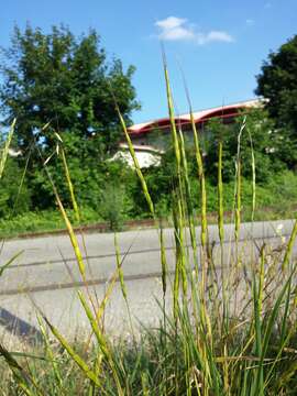 Image of jointed goatgrass