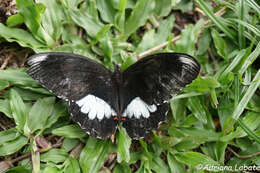 صورة Papilio ambrax Boisduval 1832