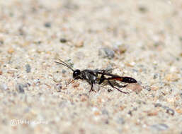 Image of Ammophila sabulosa (Linnaeus 1758)