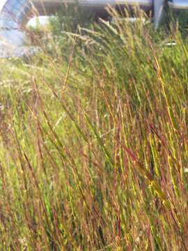 Image of jointed goatgrass