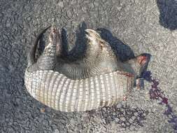 Image of Greater Naked-tailed Armadillo