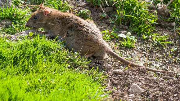 Image of Brown Rat