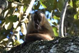 Image of Azaras’s Capuchin