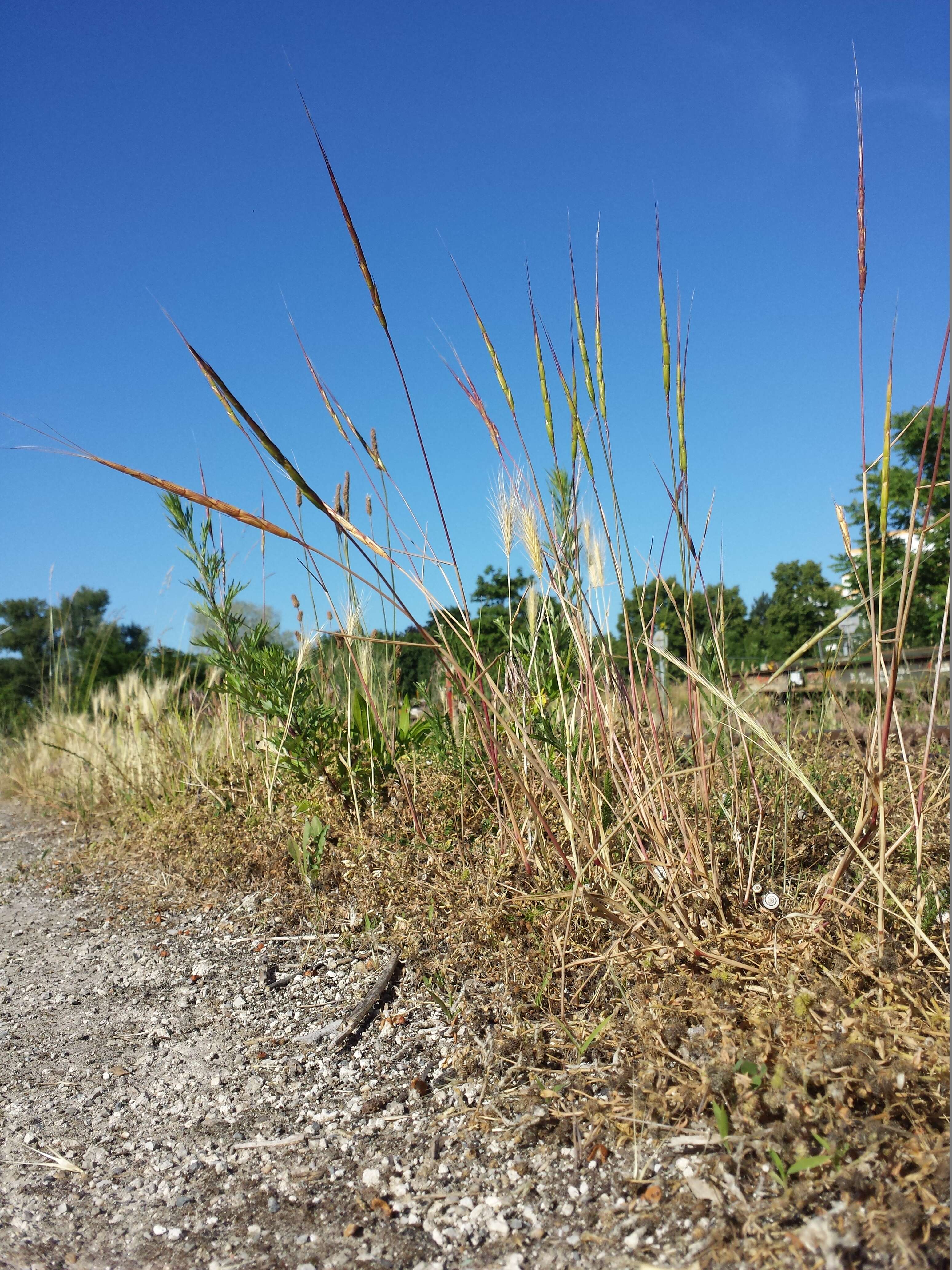 Plancia ëd Aegilops cylindrica Host