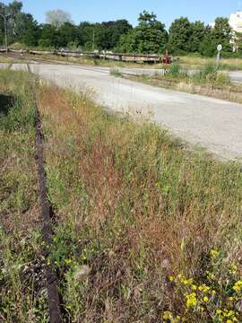 Image of jointed goatgrass