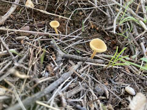 Imagem de Crepidotus subfulviceps (Murrill) Aime, Vila & P.-A. Moreau 2009