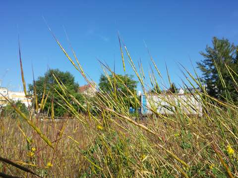 Image of jointed goatgrass