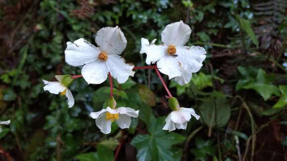 Imagem de Begonia acerifolia Kunth