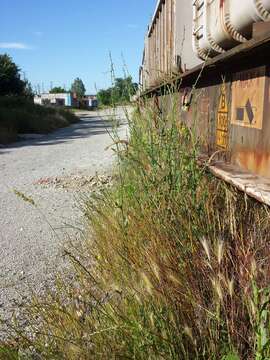 Image of jointed goatgrass