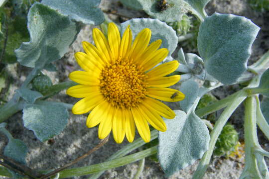 Image of Arctotheca populifolia (Berg.) T. Norl.