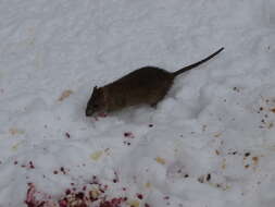 Image of Brown Rat