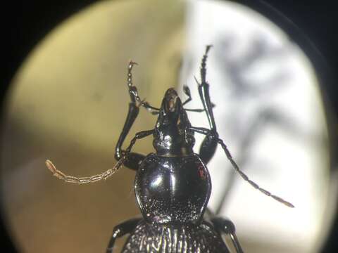 Image de Sphaeroderus nitidicollis Guérin-Méneville 1829