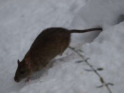 Image of Brown Rat