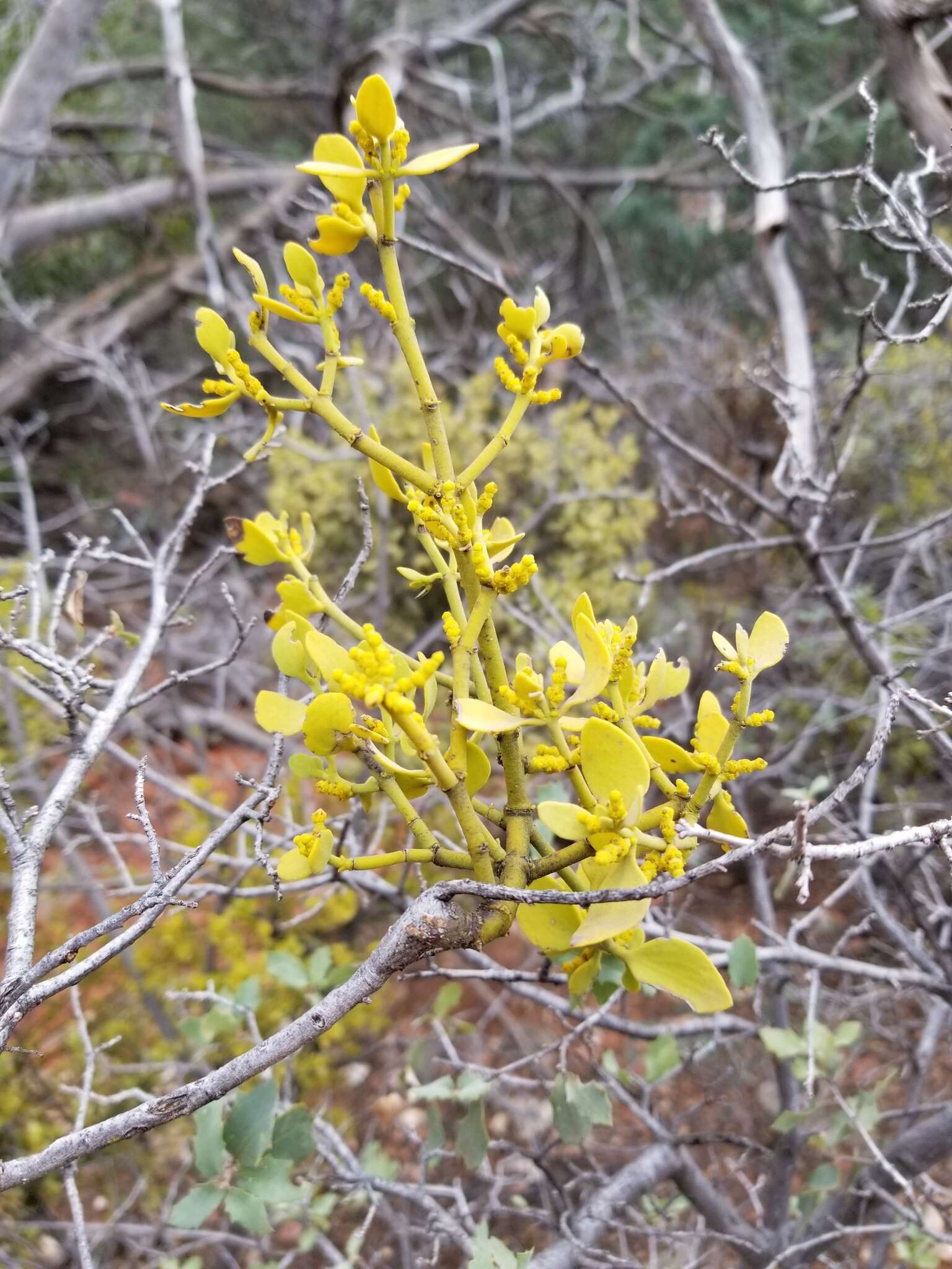 Image of Cory's mistletoe