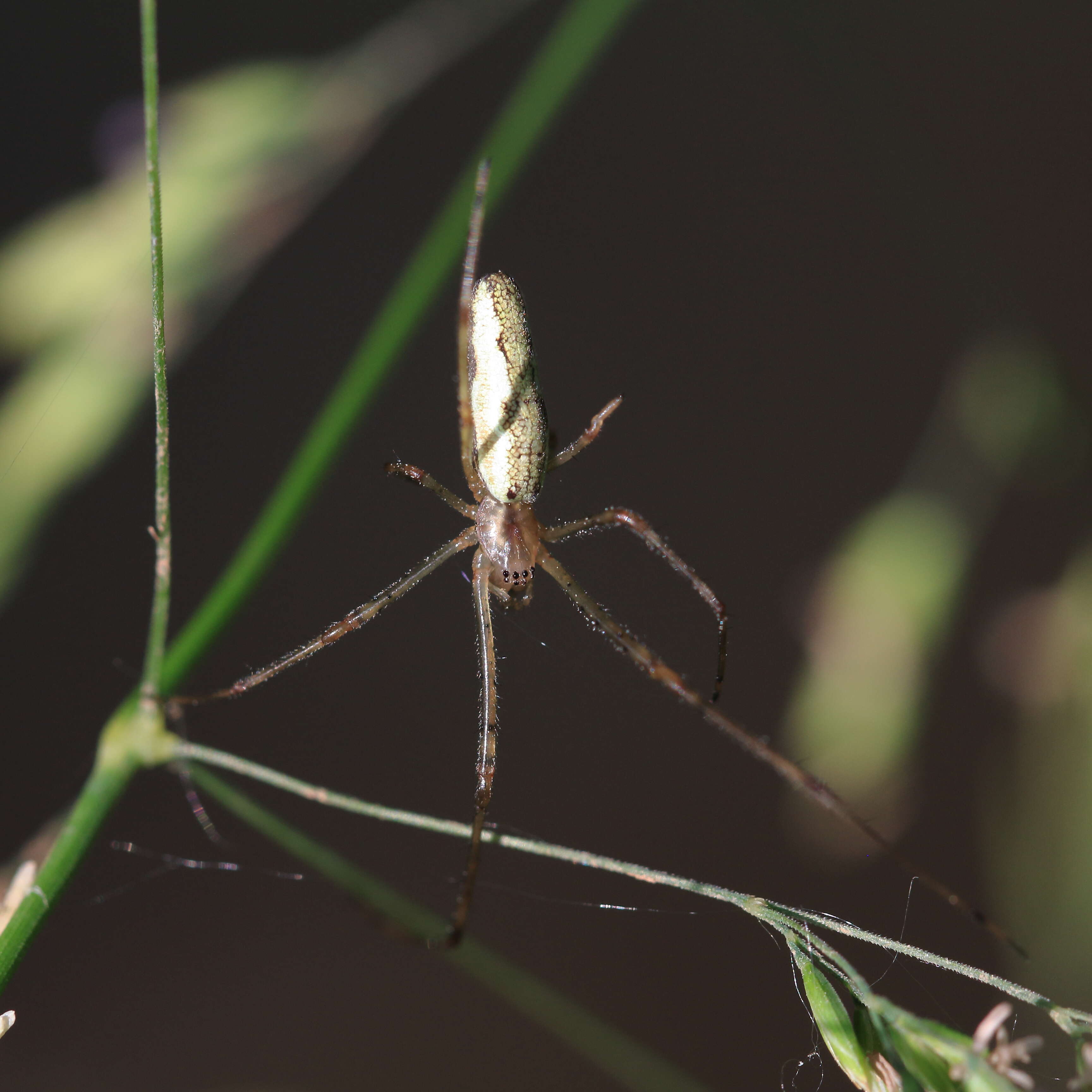 Image of Tetragnatha montana Simon 1874