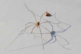 Image of Daddy longleg