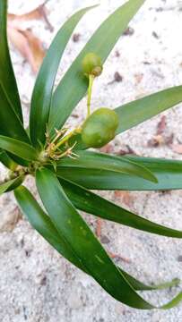 Image of Dracaena reflexa var. occidentalis H. Perrier