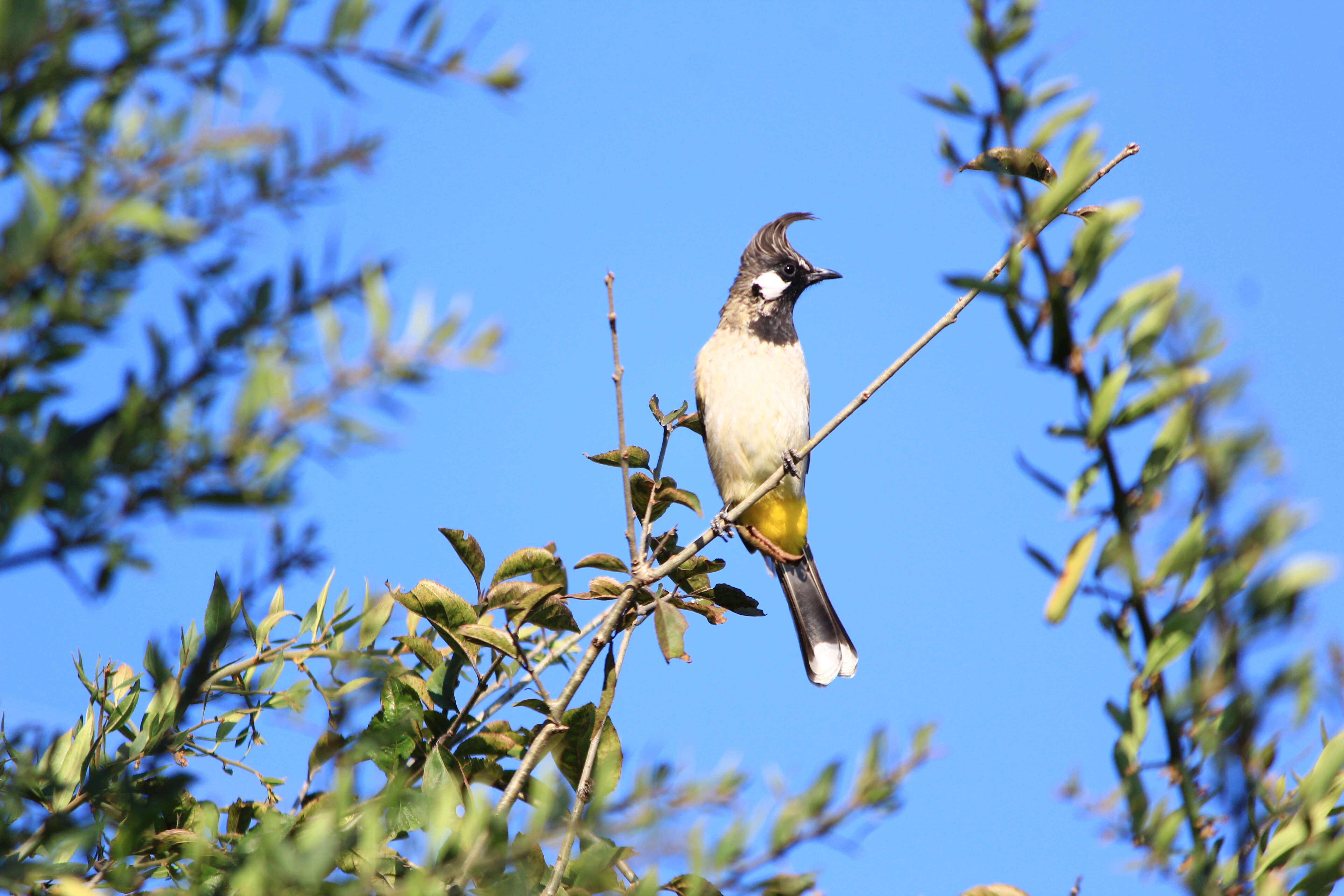 Imagem de Pycnonotus leucogenys (Gray & JE 1835)