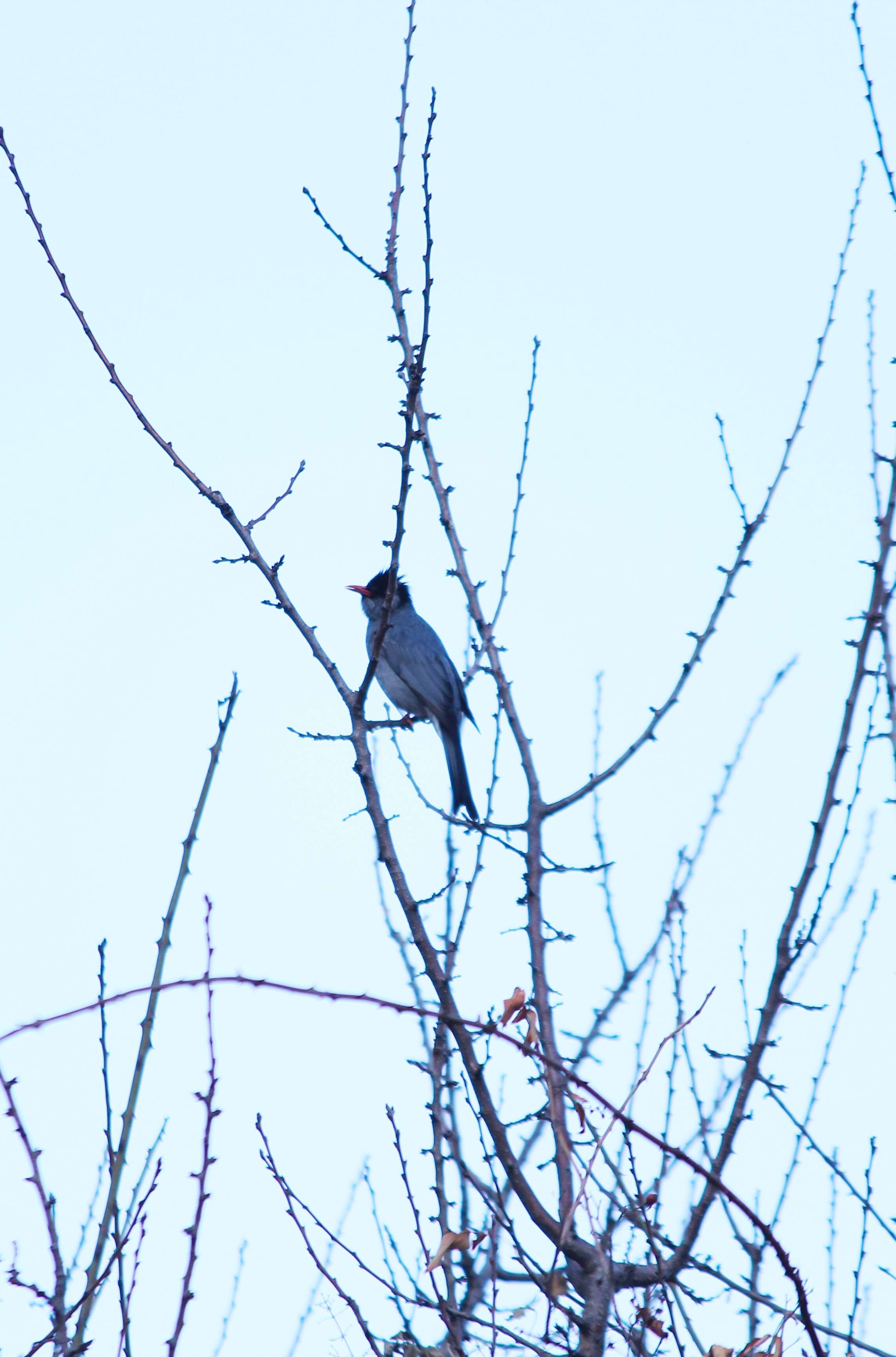 Image de Bulbul noir