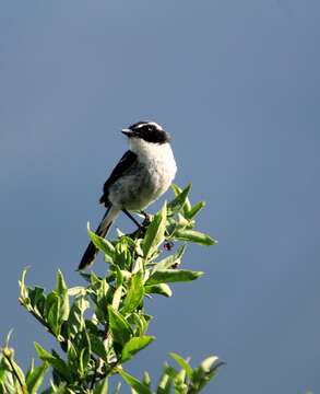 Image of Grey Bush Chat