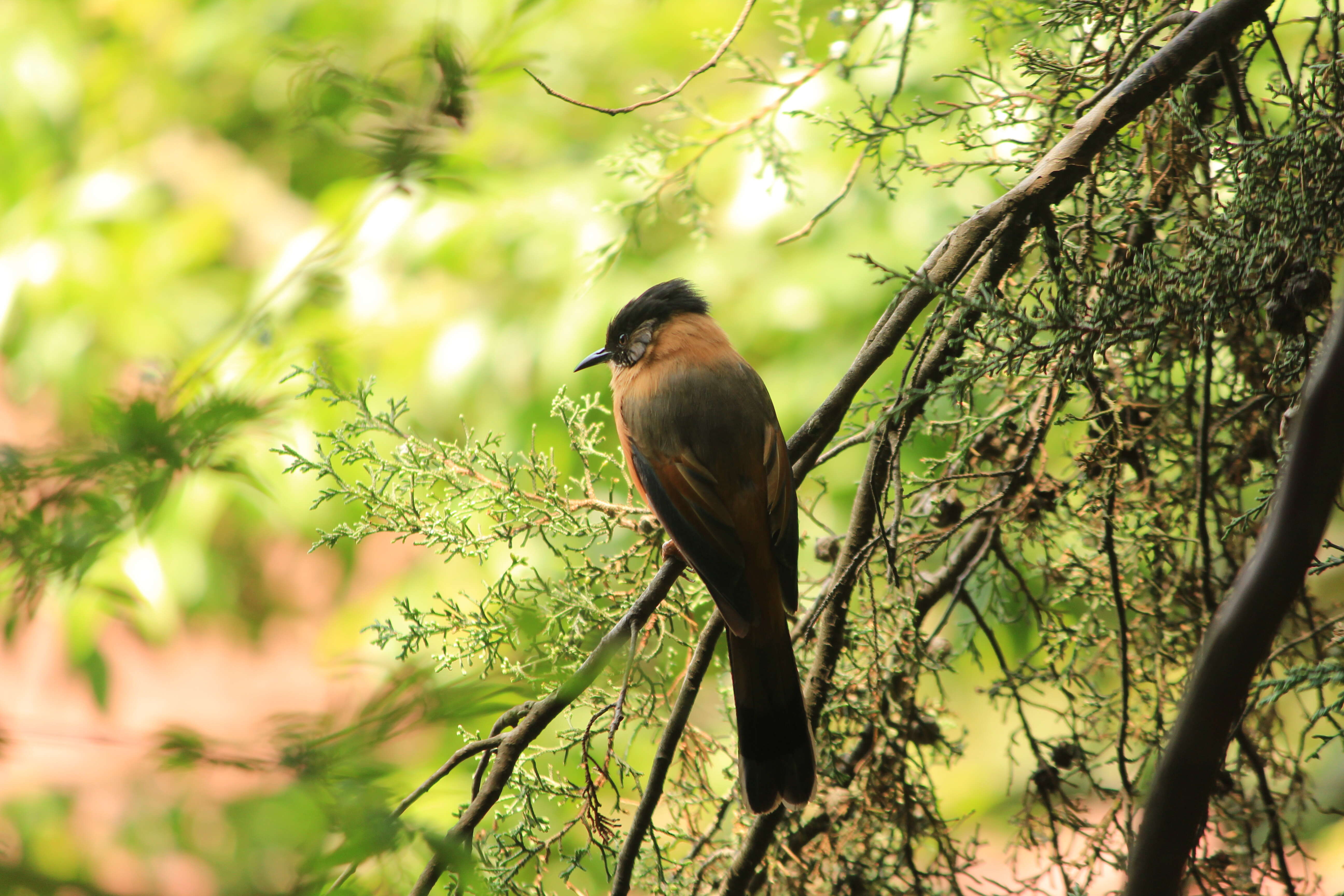 Image of Rufous Sibia