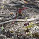 Image of Broad-billed duck orchid