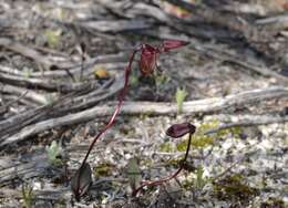 Image of Broad-billed duck orchid