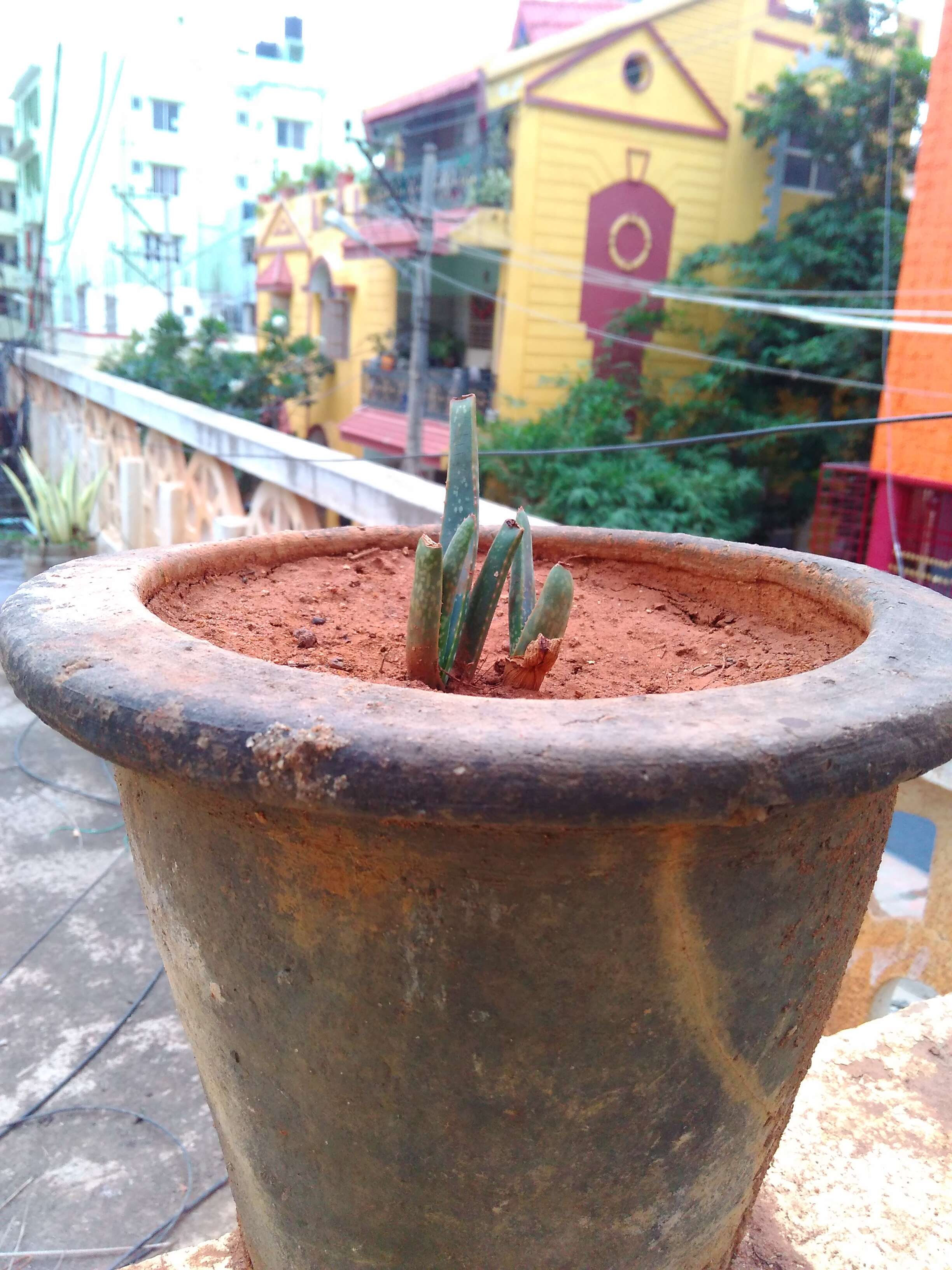 Image of Aloe vera