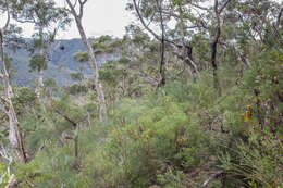 Image of Banksia neoanglica (A. S. George) Stimpson & J. J. Bruhl