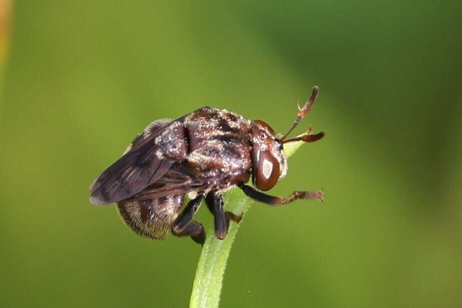 Image of Microdon globosus (Fabricius 1805)