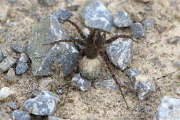 Image of Wolf spider