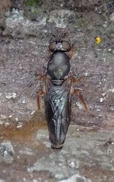 Image of Window Fly