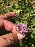 Image of cows clover