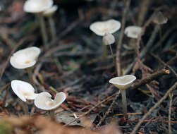 Plancia ëd Clitocybe fragrans (With.) P. Kumm. 1871